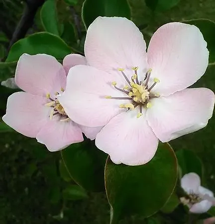 De Sanctis * Villetta Barrea