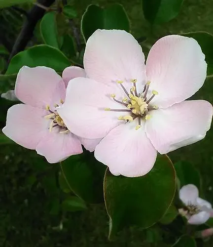 De Sanctis * Villetta Barrea